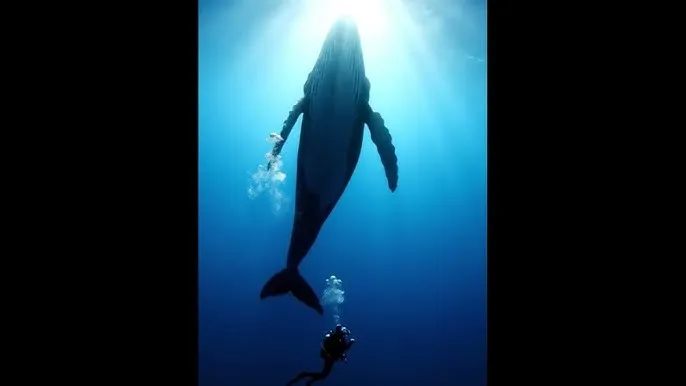 圣爱天堂 - 深蓝星球：探索海洋深处的未知世界